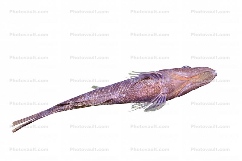 Crazy Fish (Butis butis), photo-object, object, cut-out, cutout