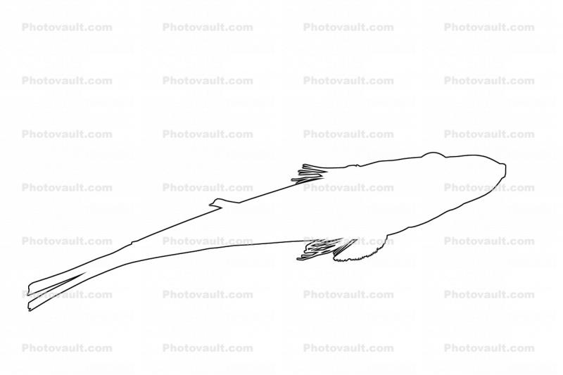 Crazy Fish (Butis butis) outline, line drawing, shape