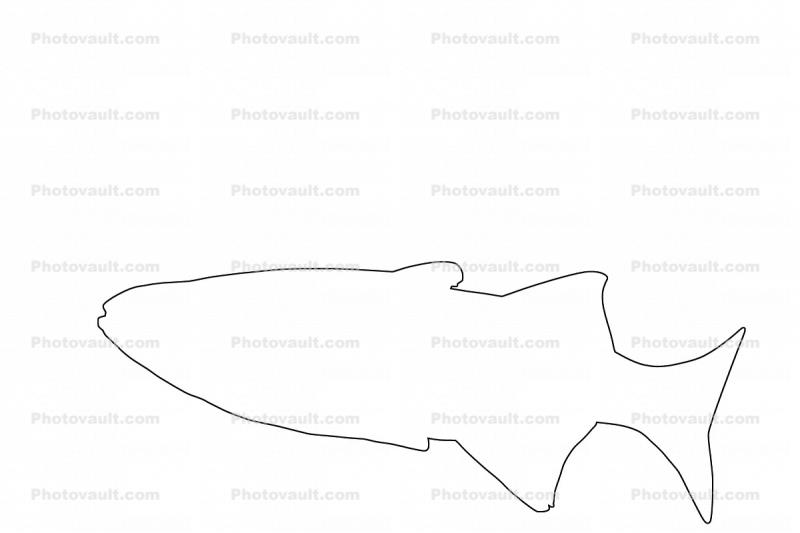 Celebes Rainbowfish outline, (Marosatherina ladigesi), Atheriniformes, [Telmatherinidae], line drawing, shape