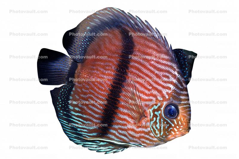 Discus Fish, (Symphysodon discus), Cichlid, Cichlidae, Perciformes, Brazil, photo-object, object, cut-out, cutout, Heroini 