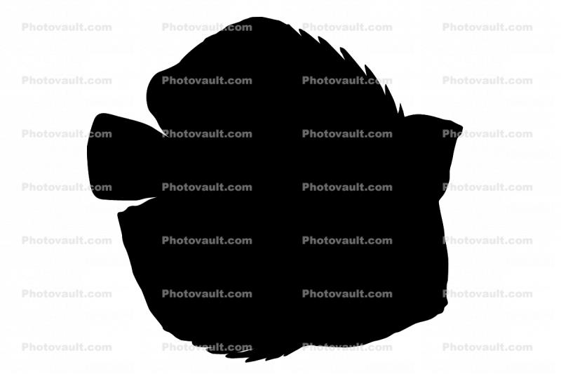 Discus Fish silhouette, (Symphysodon discus), Cichlid, Cichlidae, Perciformes, Brazil, logo, shape, Heroini 