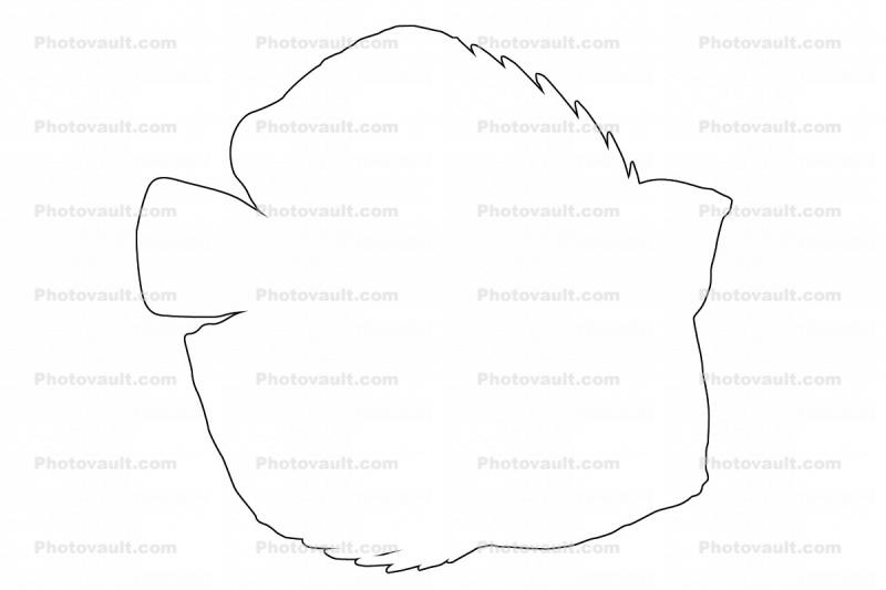 Discus Fish, (Symphysodon discus), Cichlid, Cichlidae, Perciformes, Brazil, outline, line drawing, shape