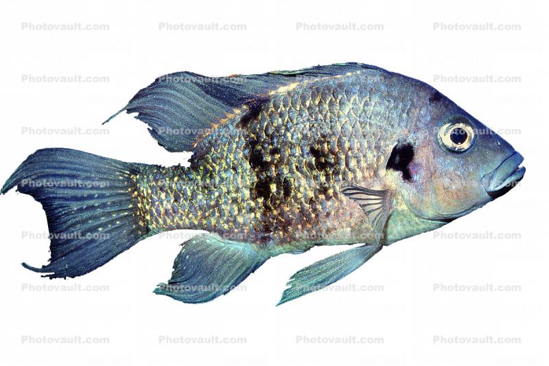 Cichlid [Cichlidae] native to Madagascar, photo-object, object, cut-out, cutout
