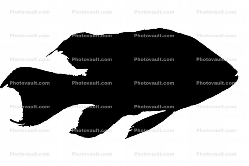 Cichlid silhouette, [Cichlidae], native to Lake Madagascar, logo, shape
