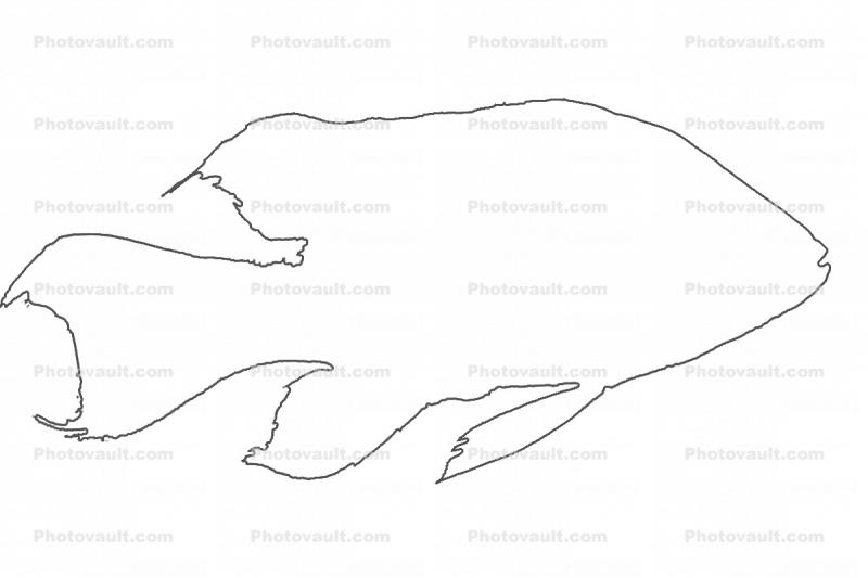 Cichlid outline, [Cichlidae] native to Madagascar, line drawing, shape