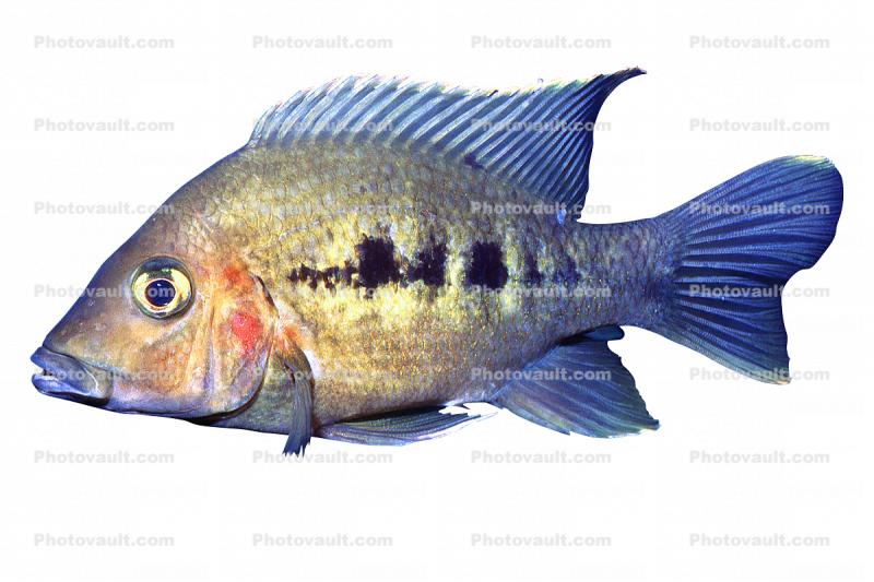Cichlid [Cichlidae], Lake Madagascar, Africa, photo-object, object, cut-out, cutout