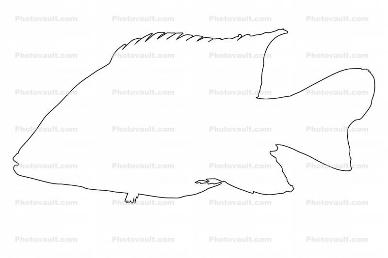 Cichlid [Cichlidae], Lake Madagascar, Africa, outline, line drawing, shape
