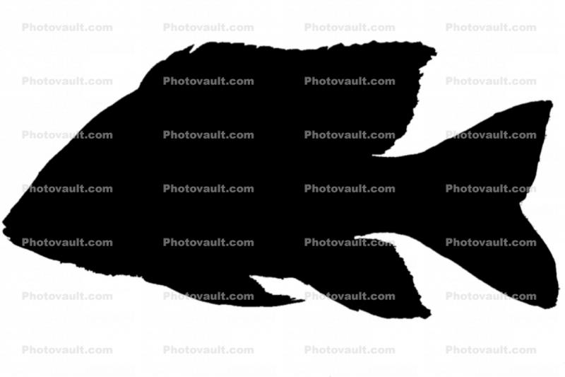 Cichlid silhouette [Cichlidae], Lake Madagascar, Africa, logo, shape