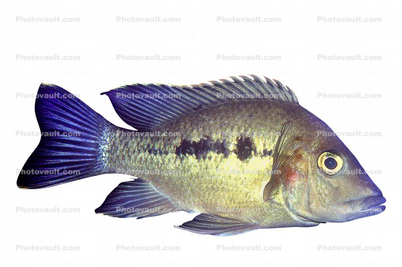 Cichlid [Cichlidae], Lake Madagascar, Africa, photo-object, object, cut-out, cutout