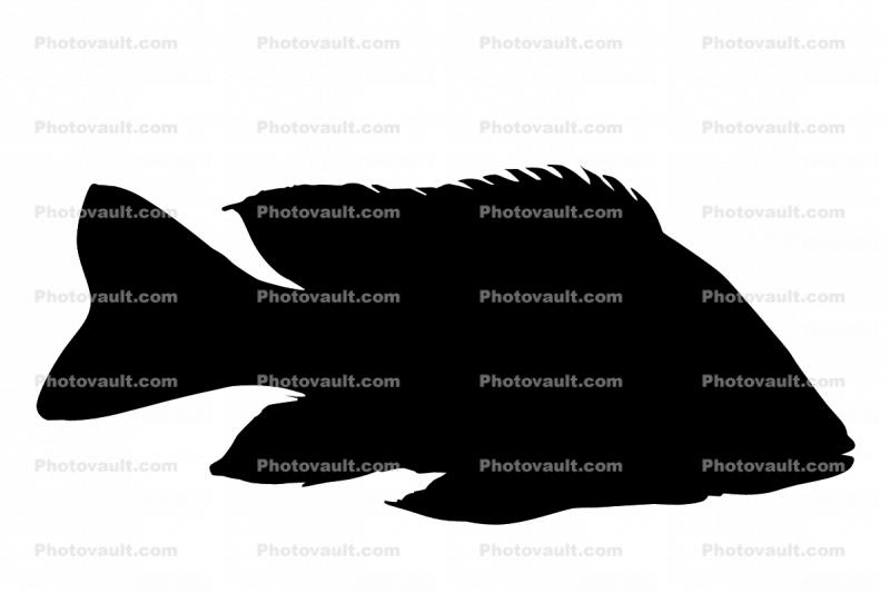 Cichlid [Cichlidae] silhouette, Lake Madagascar, Africa, logo, shape