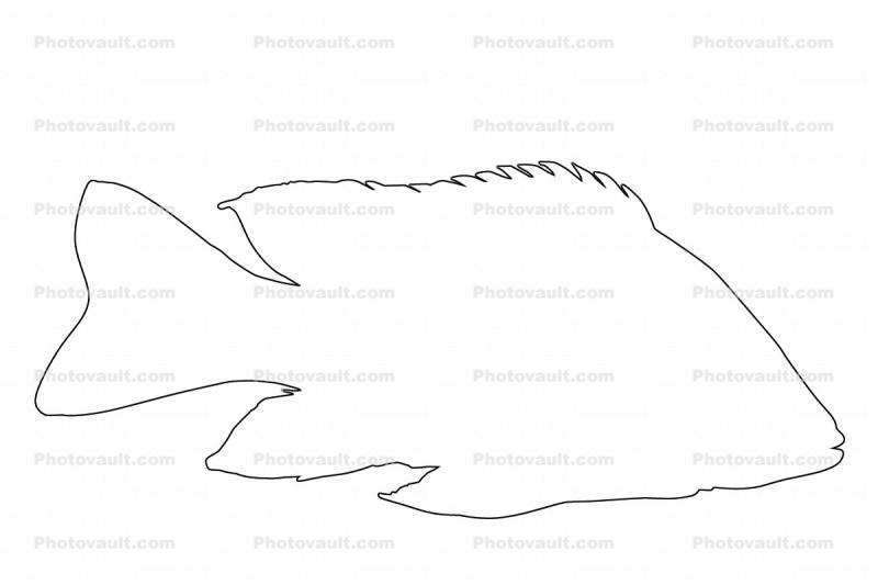 Cichlid [Cichlidae], outline, Lake Madagascar, Africa, line drawing, shape