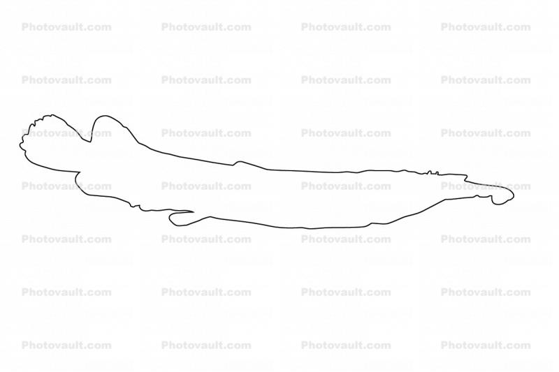 Wrestling Half Beak outline, line drawing, shape