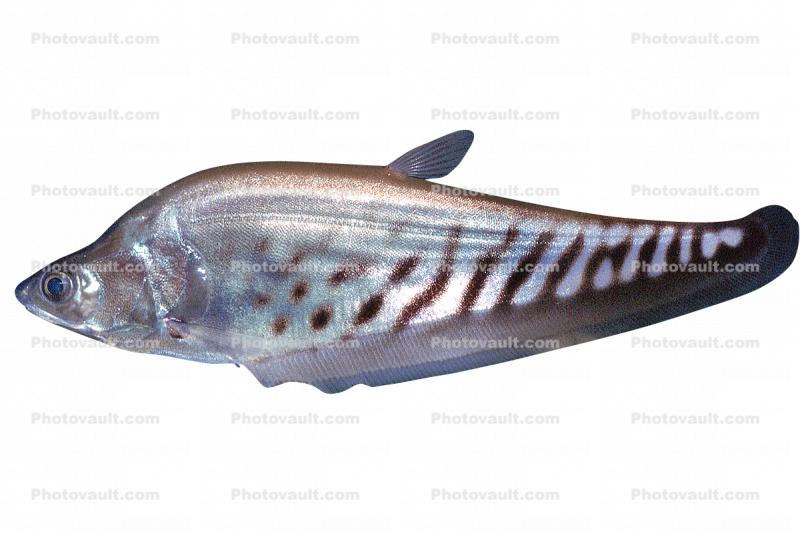 Royal Featherback, knifefish, (Chitala blanci), Osteoglossiformes, Notopteridae, photo-object, object, cut-out, cutout