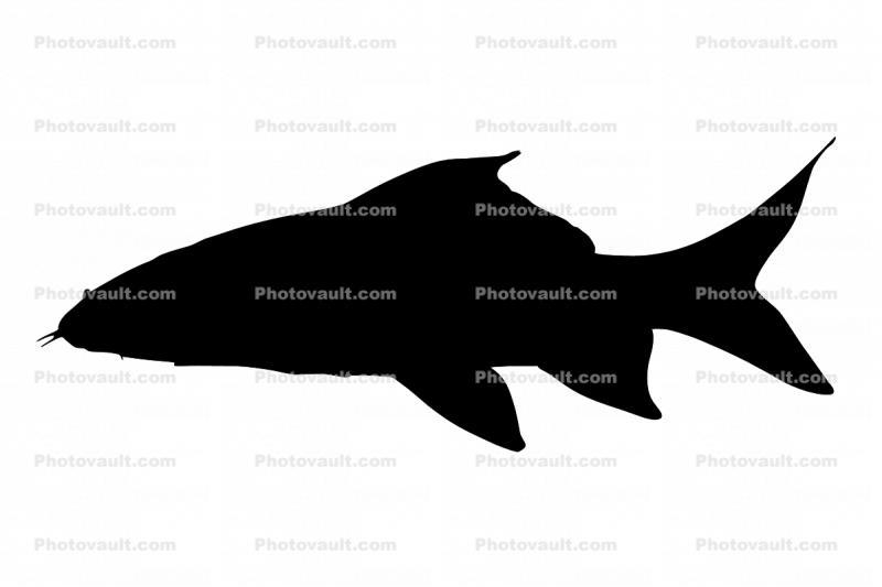 Red Tail Shark Silhouette, (Epalzeorhynchos bicolor), Perciformes, Centrarchidae, logo, shape