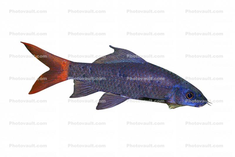 Red Tail Shark, (Epalzeorhynchos bicolor), Cypriniformes, Cyprinidae
