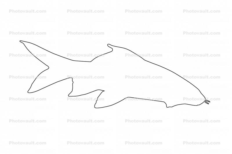 Red Tail Shark outline, (Epalzeorhynchos bicolor), Cypriniformes, Cyprinidae, line drawing, shape