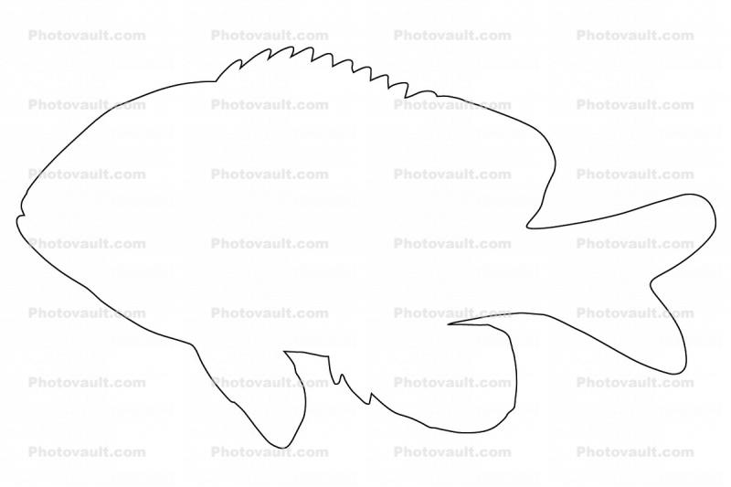 Longear Sunfish, (Lepomis megalotis), [Centrarchidae], Perciformes, outline, line drawing, shape