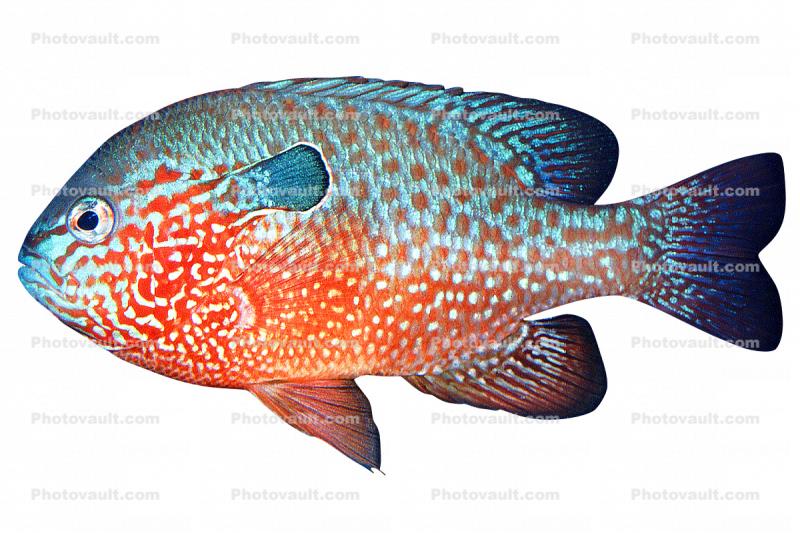 Longear Sunfish, (Lepomis megalotis), [Centrarchidae], Perciformes, photo-object, object, cut-out, cutout