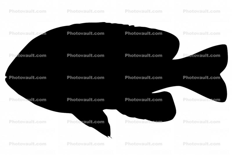 Longear Sunfish, (Lepomis megalotis), [Centrarchidae], Perciformes, Silhouette, logo, shape