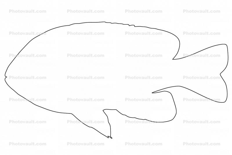Longear Sunfish, (Lepomis megalotis), [Centrarchidae], Perciformes, outline, line drawing, shape