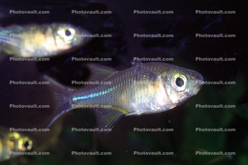 Celebes Rainbowfish, (Marosatherina ladigesi), Atheriniformes, [Telmatherinidae]