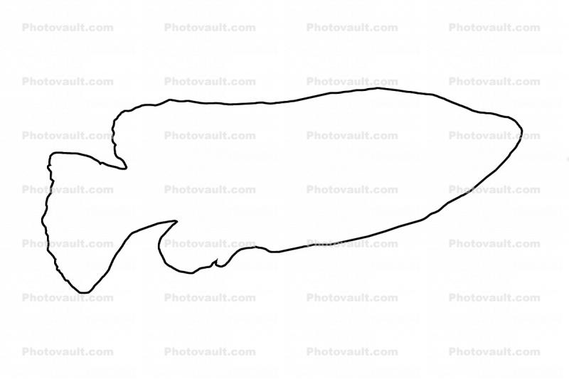 Butterfly Goodeid outline, line drawing, shape