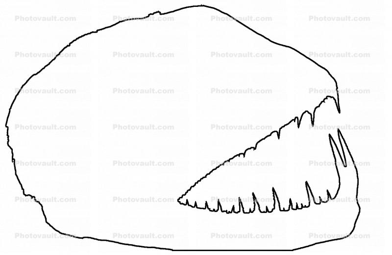 Vampire Characin, (Hydrolycus Scomberoides), teeth, jaw, fish head, mean, scary, Outline, line drawing, shape