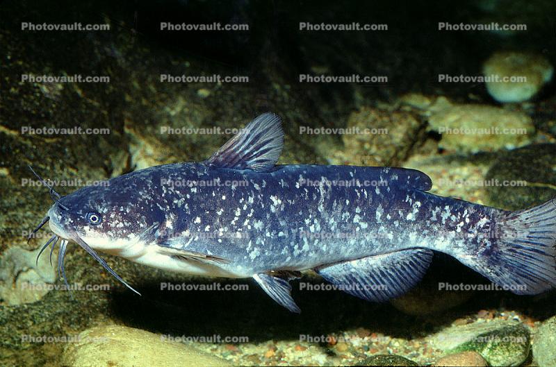 Spotted Bullhead catfish, Ameiurus serracanthus Images, Photography, Stock  Pictures, Archives, Fine Art Prints