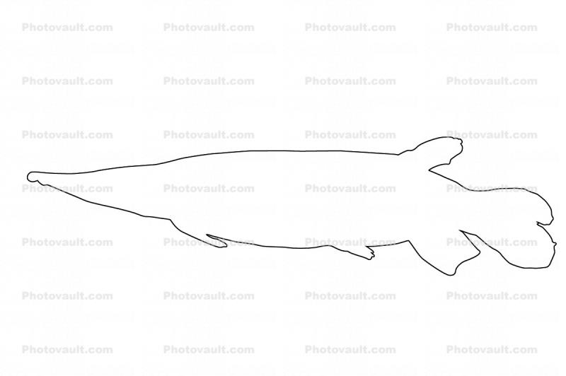 Pike Characin outline, Freshwater Barracuda, (Ctenolucius hujeta), Characiformes, Erythrinoidea, Ctenoluciidae, line drawing, shape