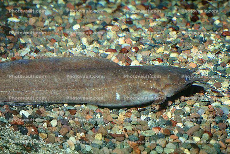 Angola Eel Catfish, (Channallabes apus), Siluriformes, Clariidae