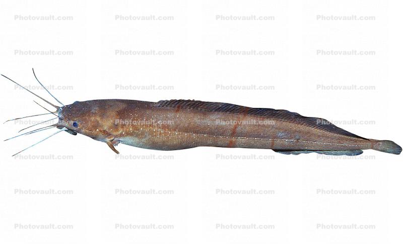 Angola Eel Catfish, (Channallabes apus), Siluriformes, Clariidae, photo-object, object, cut-out, cutout