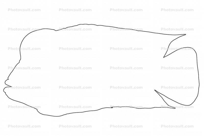 Red Devil outline, (Amphilophus labiatus), Perciformes, Cichlidae, Cichlasomatinae, Cichlid, line drawing, shape