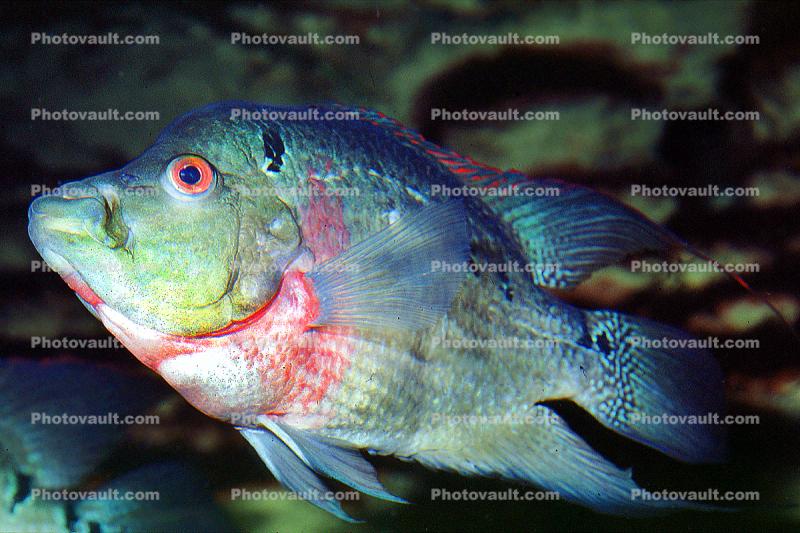 Cichlid [Cichlidae]