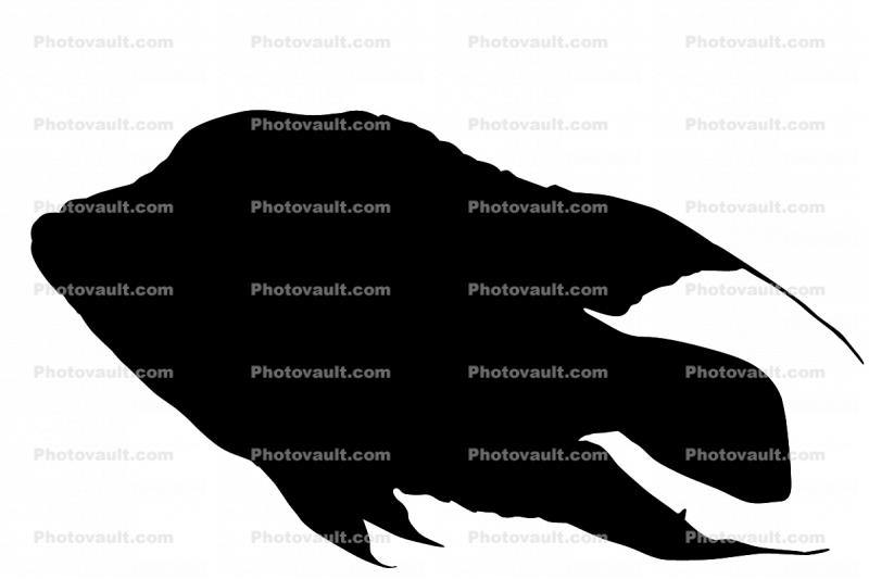 Cichlid [Cichlidae], logo silhouette, shape, logo