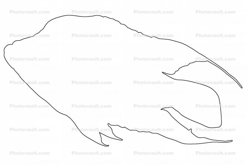 Cichlid [Cichlidae] outline, line drawing, shape