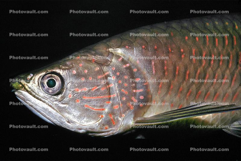 Australian Arowana, (Scleropages jardinii), freshwater bony fish, Osteoglossiformes, Osteoglossidae, Osteoglossinae