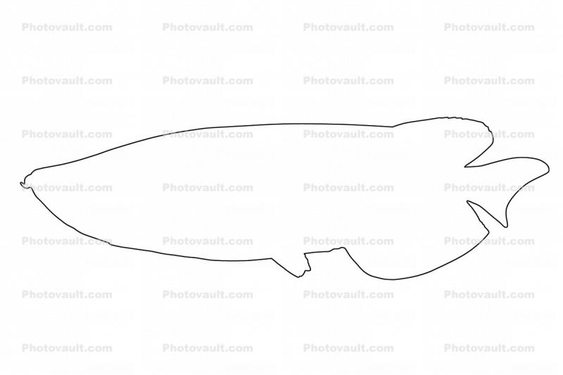 Australian Arowana outline, line drawing, shape