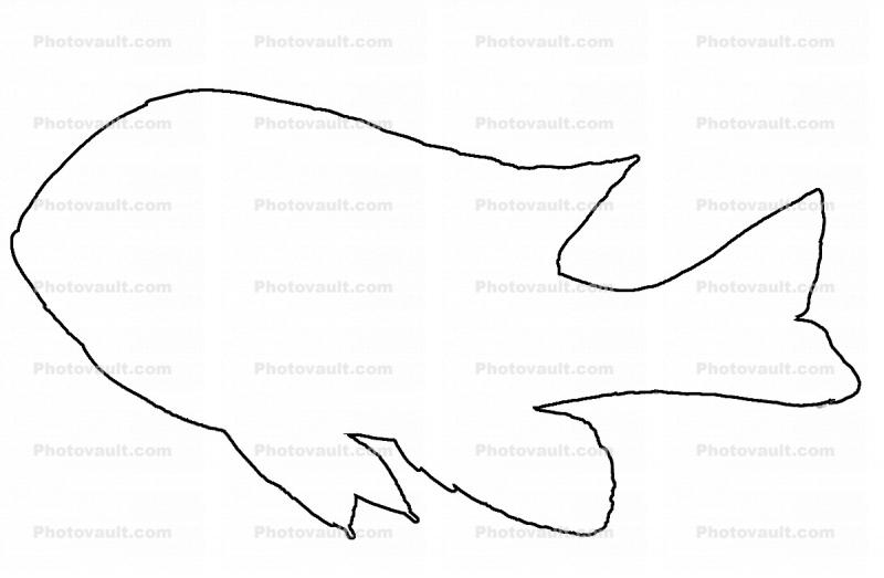 Longear Sunfish outline, line drawing, shape