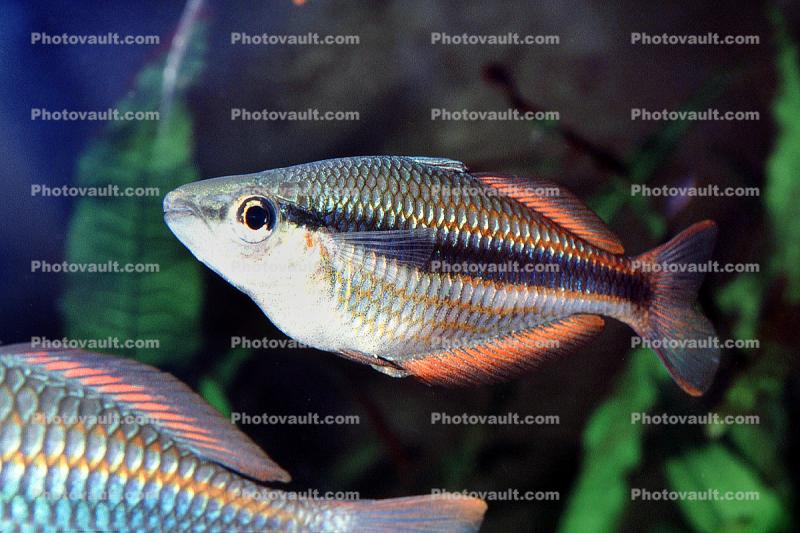 Banded Rainbowfish, (Melanotaenia trifasciata)
