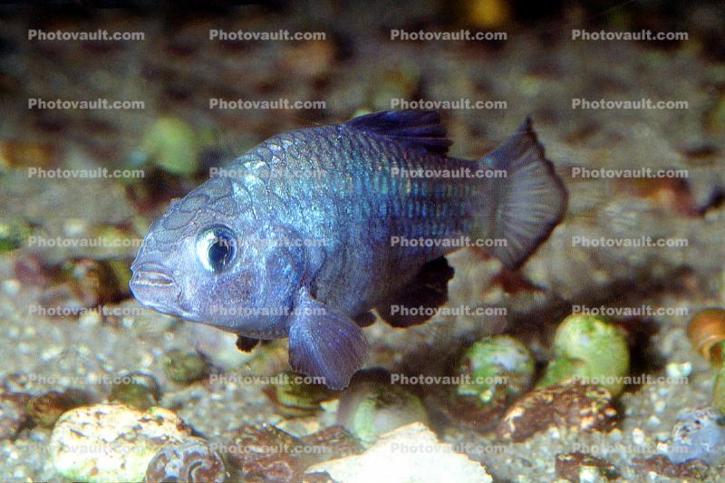 Desert Pupfish, (Cyprinodon macularius), Cypriniformes, Cyprinodontidae
