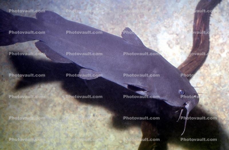Yaqui Catfish, (Ictalurus pricei), Siluriformes, Ictaluridae