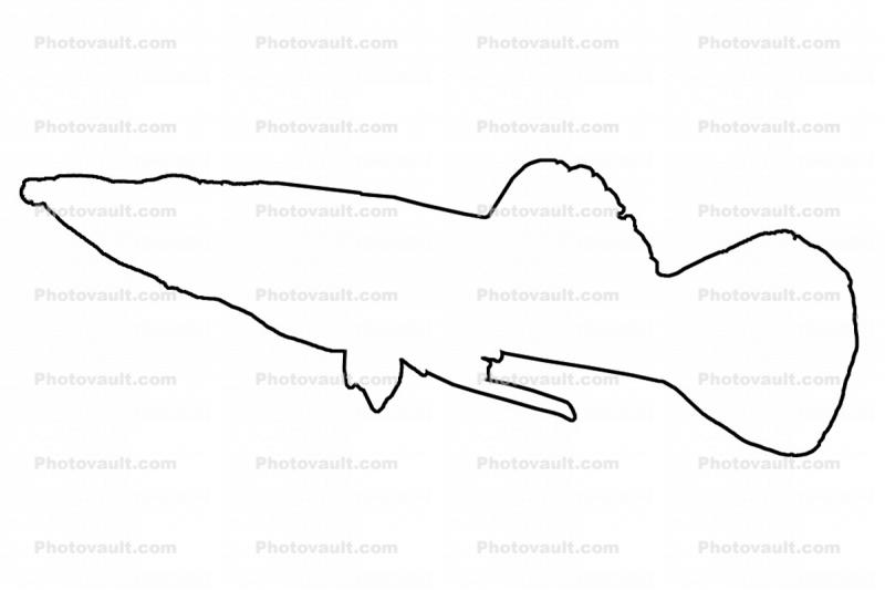 Top Minnow outline, line drawing, shape