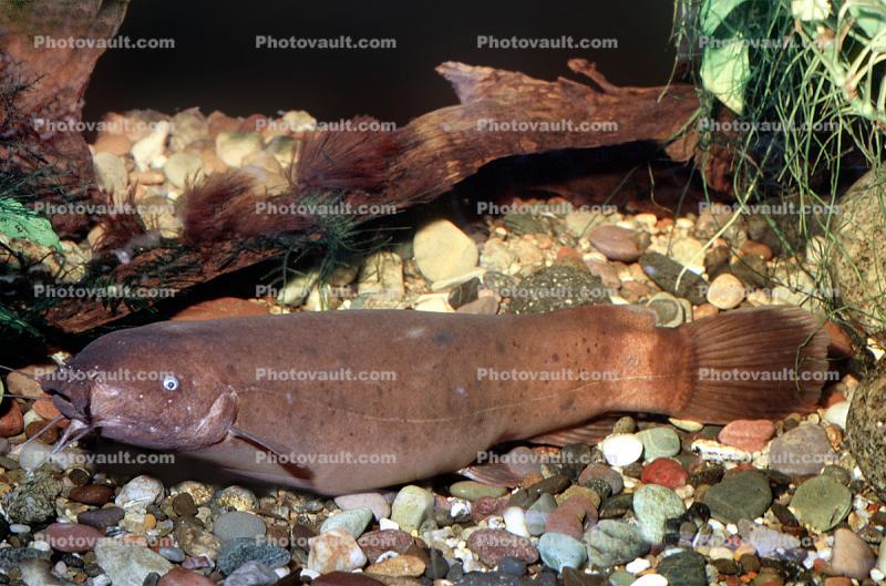Electric Catfish, (Malapterurus electricus), [Malapterurus], Siluriformes, Malapteruridae