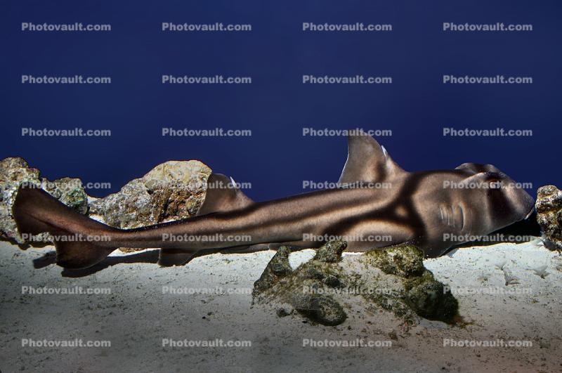 Port Jackson Shark, (Heterodontus portusjacksoni)