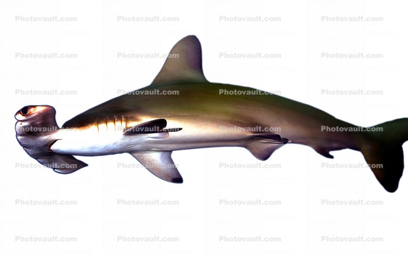 Hammerhead Shark, Elasmobranchii, Carcharhiniformes, Sphyrnidae, photo-object, object, cut-out, cutout
