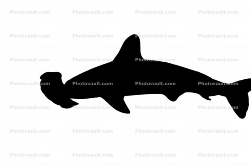 Hammerhead Shark Silhouette, Elasmobranchii, Carcharhiniformes, Sphyrnidae, logo, shape