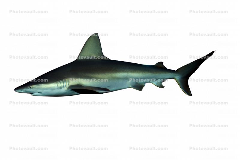 Shark, photo-object, object, cut-out, cutout