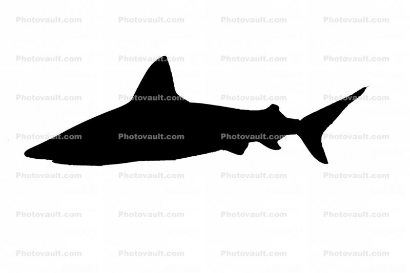 Shark silhouette, logo, shape