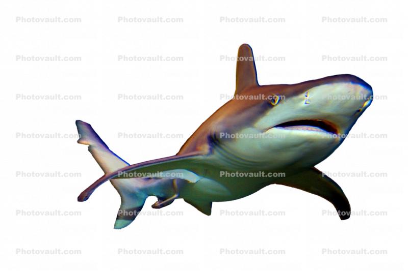 Shark photo-object, object, cut-out, cutout