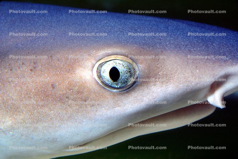 Reef White Tip shark, (Triaenodon obesus), Elasmobranchii, Carcharhiniformes